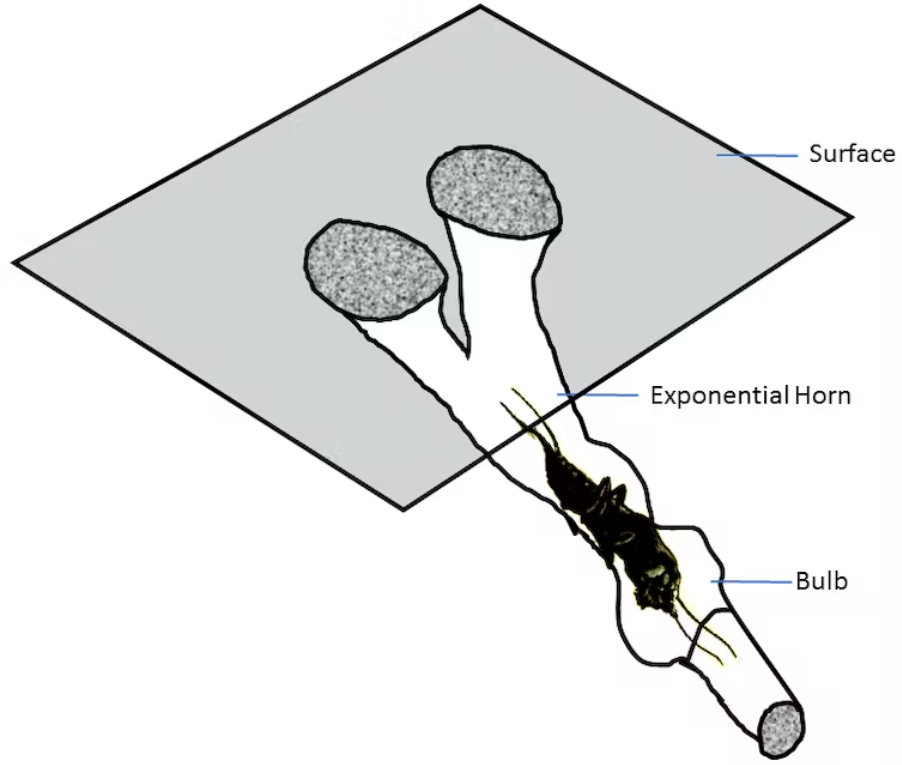 A drawing of a male mole cricket in a specially designed burrow. 