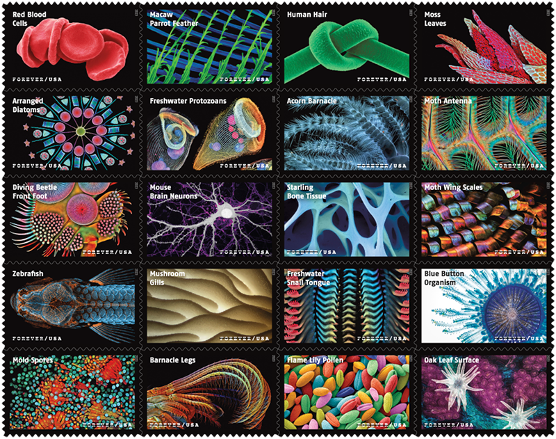 New US Postal Service Stamps Feature Beautiful Photos of Microscopic Life