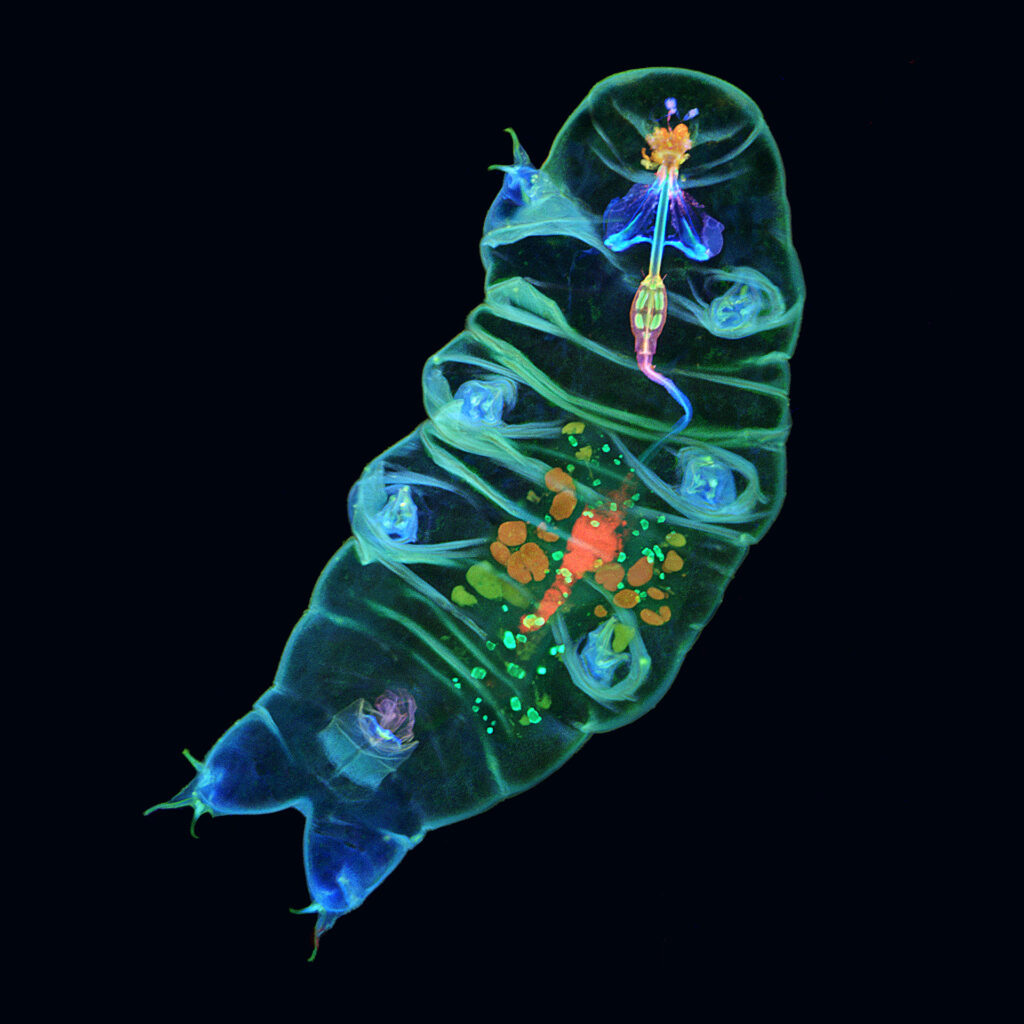 a transparent, roughly cylindrical blob outlined in neon blue-green, with its internal organs stained in different neon colors, including orange, blue, and green; black background