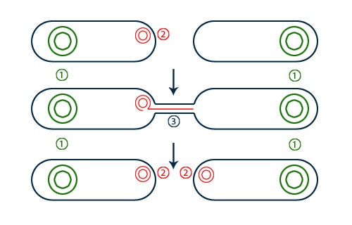 Two black oval outlines at the top; both contain large green circles and one contains a small red circle. Two black outlines in the middle with a tube drawn connecting them; the red circle is unwinding into the tube and into the second black oval. Two black outlines at the bottom; now each one has a red circle and a green circle inside. 