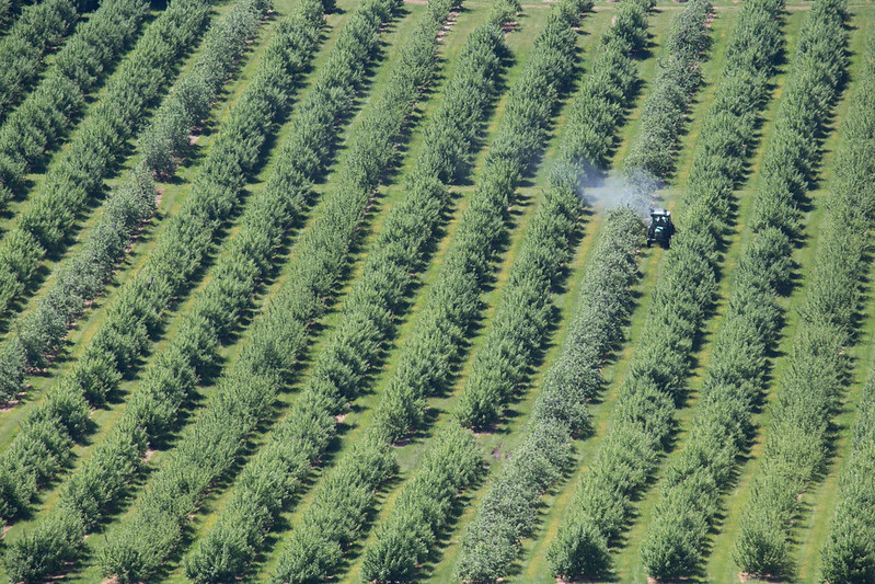 A large field planted with rows of green, leafy apple trees. A single green tractor goes down one row, a plume of spray coming out its side.