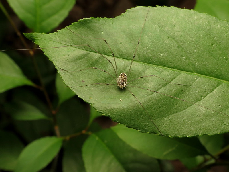 Close-up of a daddy-longlegs on a bright green leaf.