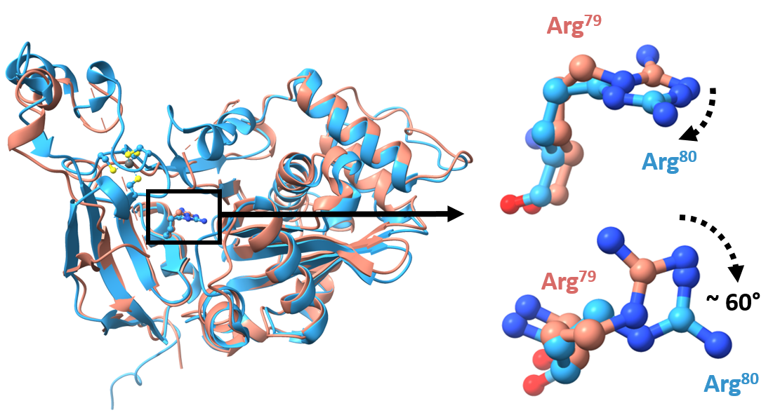 At left, a light blue and pink schematic of ATE1's 3D structure, with coils and flat regions. A small rectangle at the center of the structure is enlarged to the right in its two possible forms: on top is a ball-and-stick molecular structure in one formation, showing the key amino acid in a flattened position, and below, a slightly different structure, with the key amino acid rotated outward so it is more exposed.
