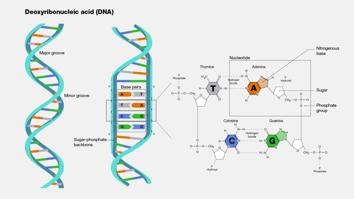 At left, a schematic of a double-stranded DNA molecule. In center, a partially unwound DNA strand revealing AT and GC bonds. At right, an inset showing the molecular structure of each base and how they attach to one another.