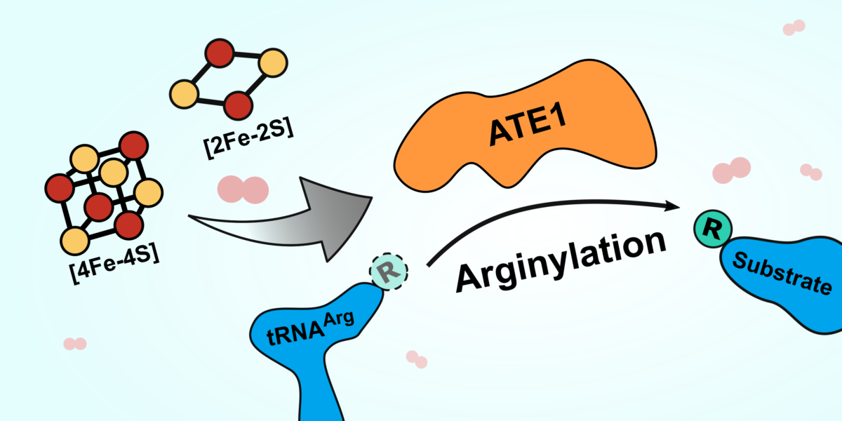 At left, two different molecular structures, represented by red and yellow balls connected by black lines, labeled "[4Fe-4S]" and "[2Fe-2S]". A silver arrow points from the structures to an orange blob labeled ATE1. Below the orange blob, there is a blue blob to the left labeled "tRNA-Arg." It has a small green dotted-line circle with an R inside attached to it. Below right of the orange blob, there is another blue blob, labeled "substrate." It also has a green circle with an R inside attached to it. An arrow passing from the blue blob on the left to the blue blob on the right is labeled "Arginylation."