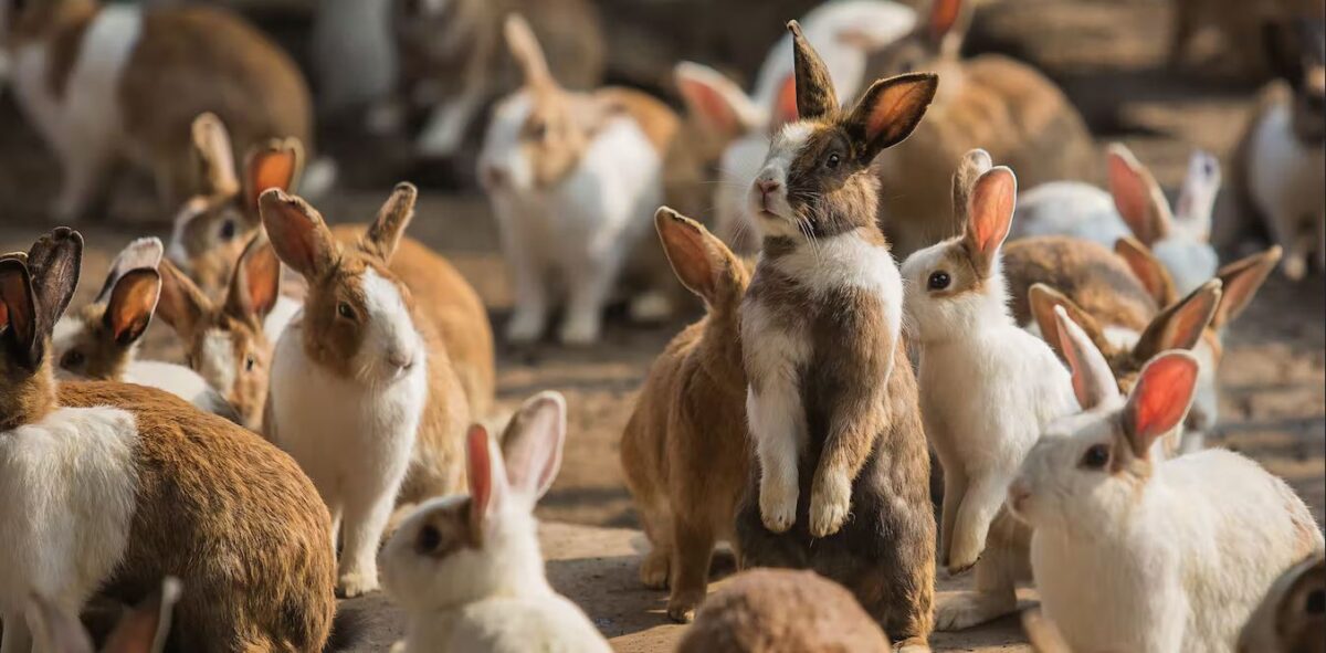 a large group of brown and white bunnies milling about