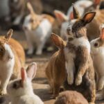 a large group of brown and white bunnies milling about