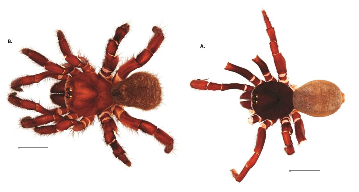 Two hairy, reddish-colored spiders. The one at left is much larger.