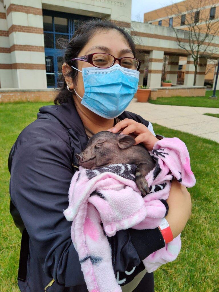 A person holds a baby pig outside of a building