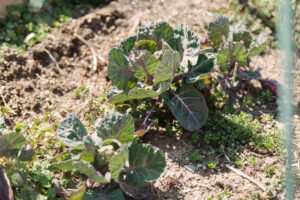 a picture of swiss chard growing in a garden plot