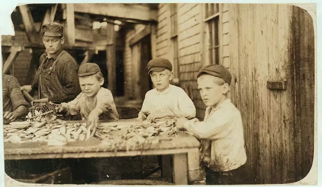 Lewis Wickes Hine’s photograph of three young fish cutters working at the Seacoast Canning Co. in Eastport, Maine. Young kids are holding fish and cutting tools in their hands. 