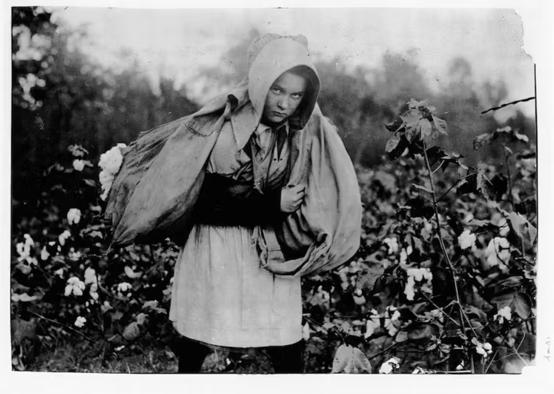 A young picker carries a large sack of cotton on her back.