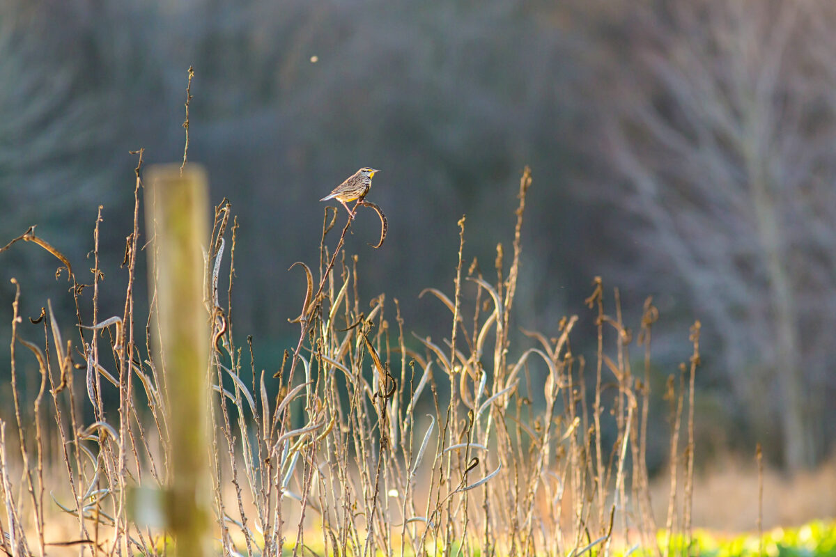 Eastern Meadowlark perched atop tall golden grasses; fencepost in the foreground.