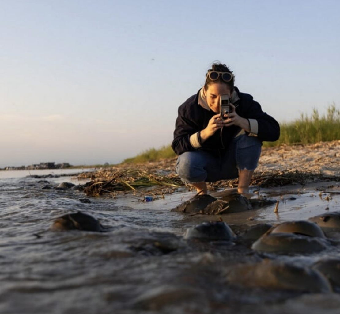 A photographer kneels on a beach to photograph horseshoe crabs on the shore.
