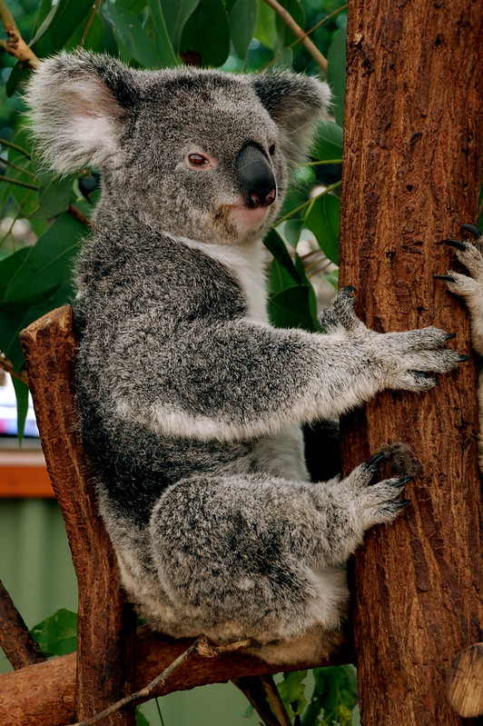 koala in a tree