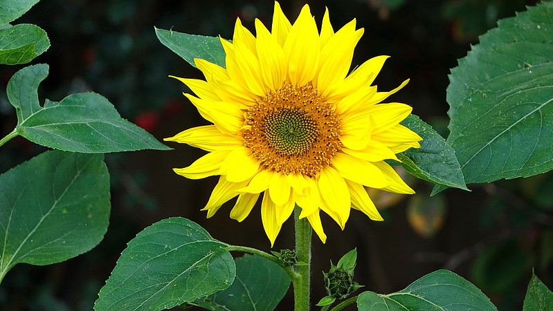 yellow sunflower and deep green leaves