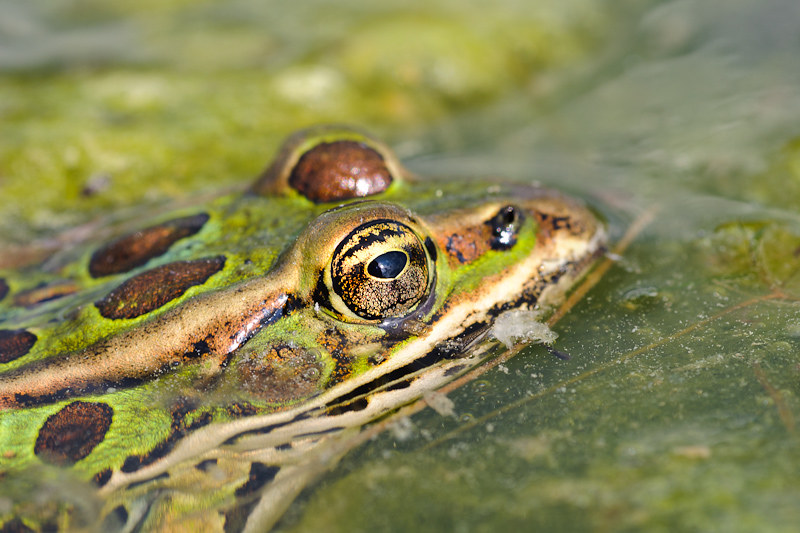 green frog with brown spots sticking its head out of the water