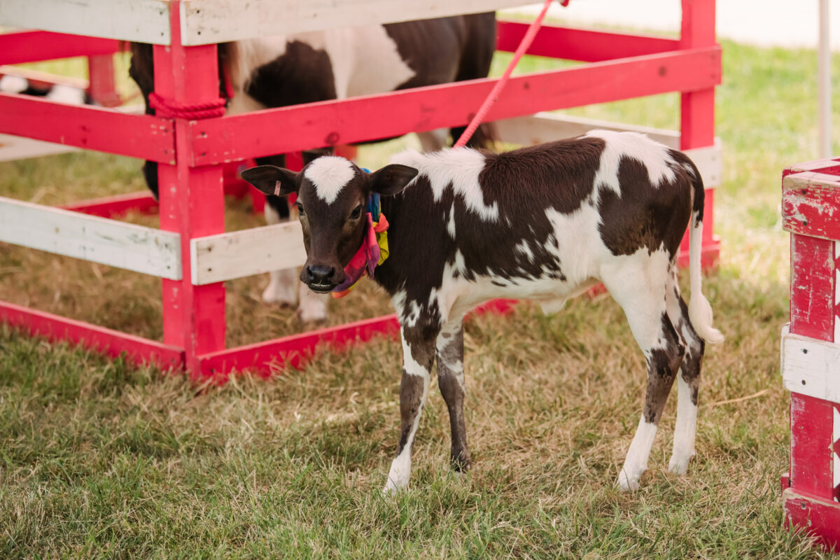 A brown and white calf looks at the camera outside a red pen