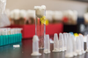 a glass vial with fruit flies inside and about a dozen eppendorf flasks on a black countertop; many more vials in a red plastic holder in the background, and more eppendorf flasks in a teal container.