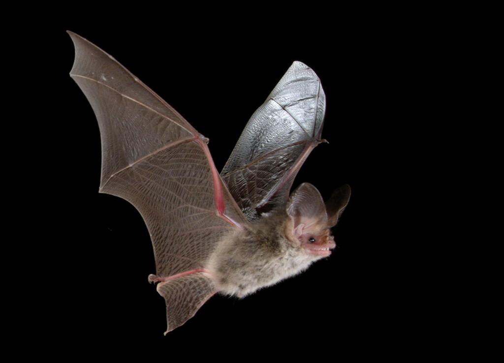 A bat in flight on a black background
