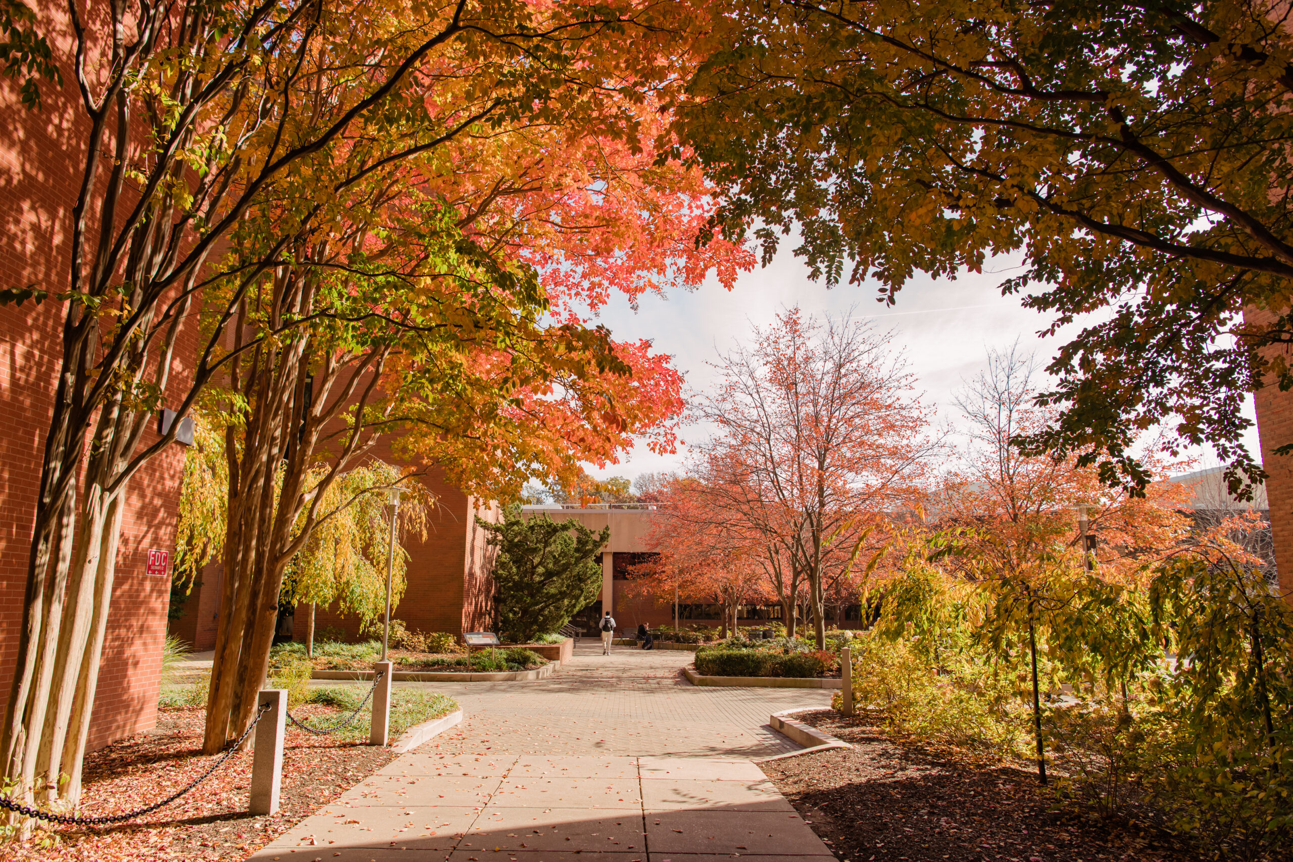 umbc in autumn, filled with colorful trees