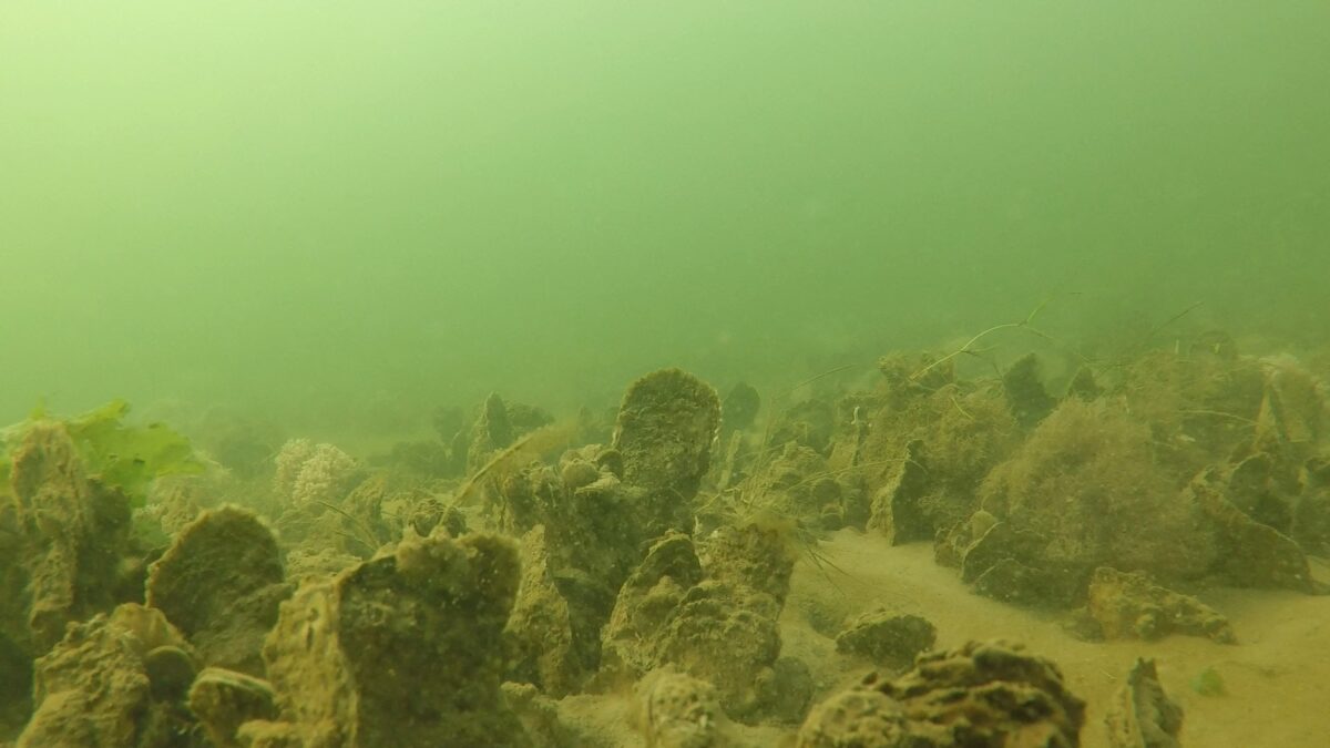 underwater of a high-score oyster reef; green water, lots of oysters with what looks like algae or moss all over them