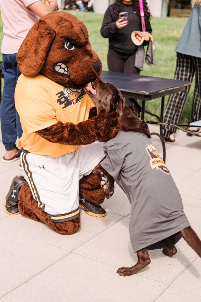 A Chesapeake Bay Retriever mascot kneels down to pet a chocolate lab while it licks him, wearing a UMBC Homecoming shirt 
