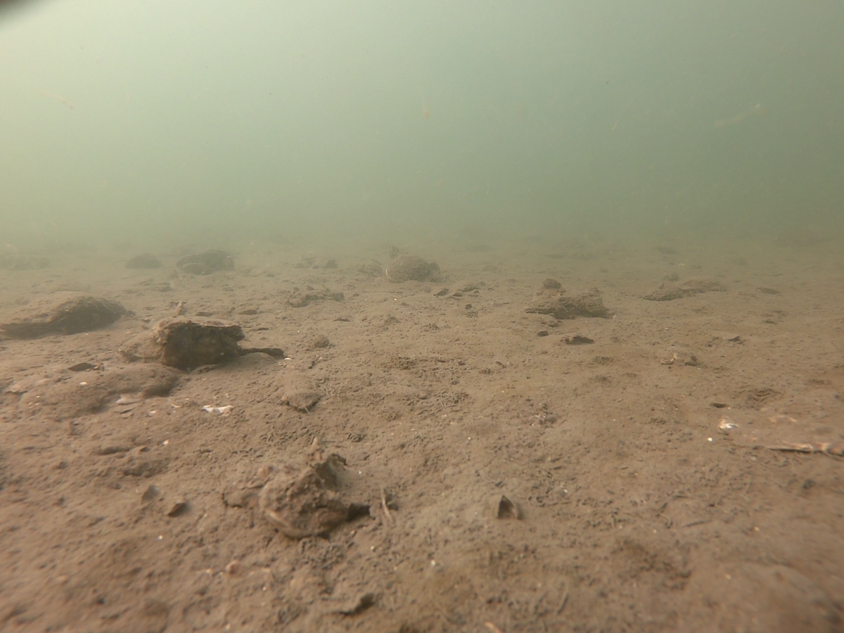 underwater image of a low-score oyster reef; gray-brown sandy bottom with a few rocks and no oysters