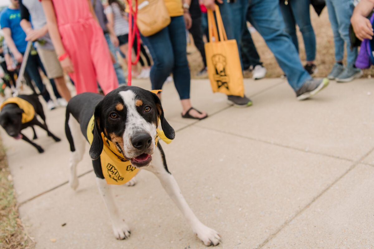 a dog smiles at the camera wearing a gold umbc scarf