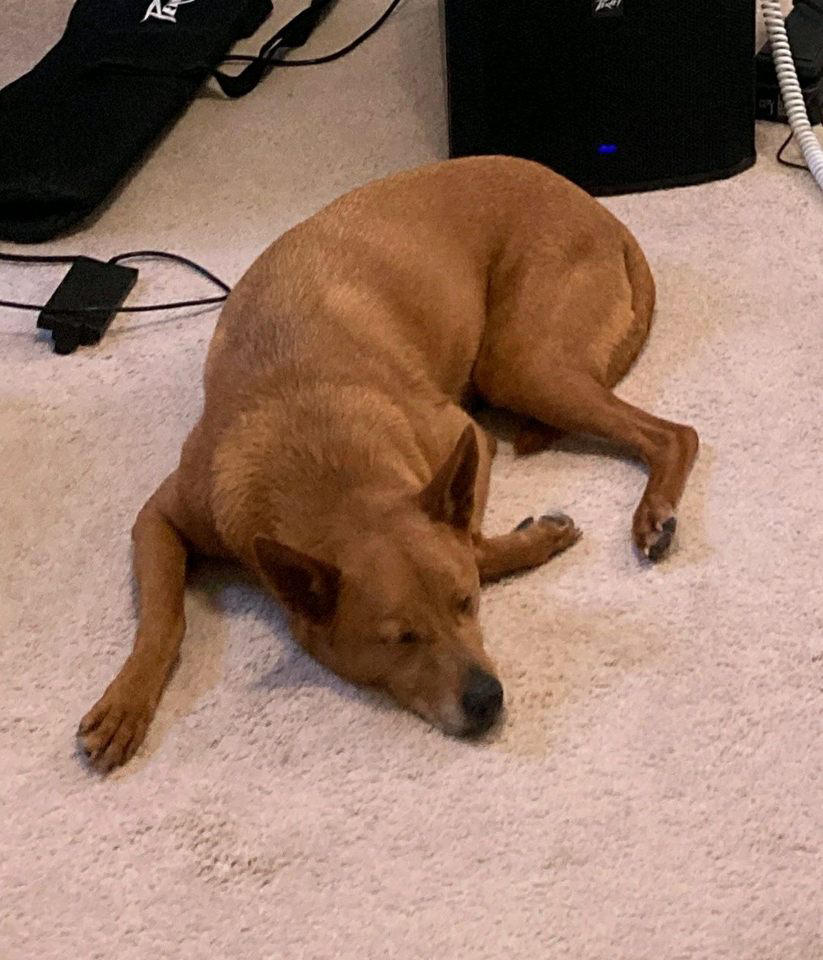 picture of a brown dog sleeping