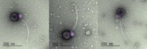a gray ball with a long, skinny, light gray tail; a smaller purple ball is attached where the ball and tail join.
