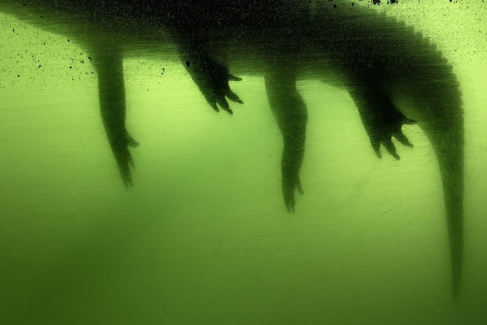 a green toned photo of a gator's legs hanging down into water