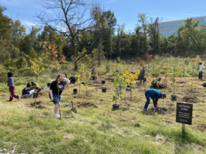 A group of Retrievers digging and working to plant trees in a field.