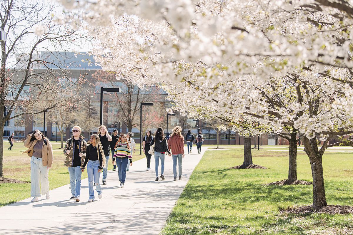 A diverse group of students walk outside together on a sunny Spring day, on a path lined with bolooming cherry blossom trees.