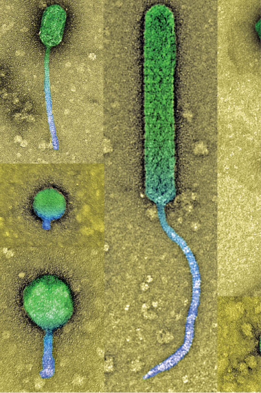 A composite of several microscope images of phages discovered by UMBC students in the Phage Hunters program demonstrates the variety of shapes phages can take. Photo by Tagide deCarvalho.