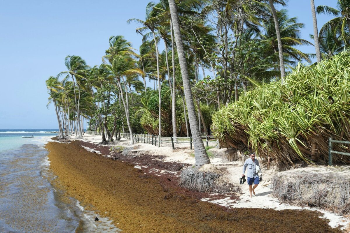 An adult walking along a palm tree-lined beach