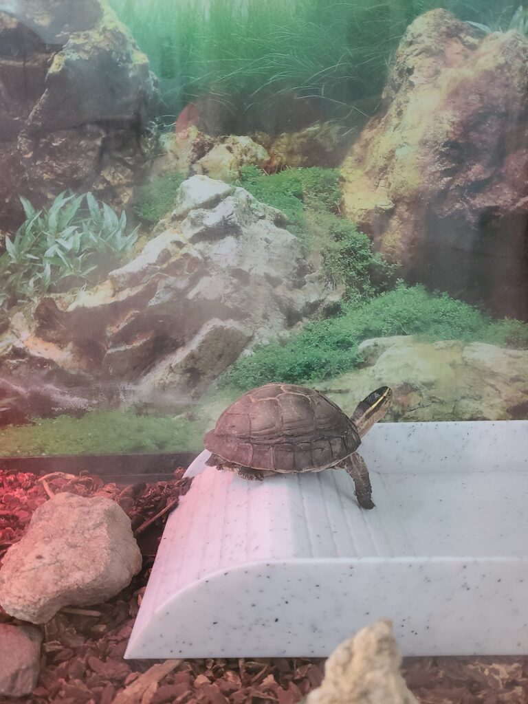 A turtle stands on a platform in a tank in front of a backdrop of the ocean