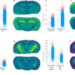 six pairs of brain images, each with a different pattern of blue, green, and yellow. Beside each pair, a bar chart with two bars showing the quantified difference in expression between samples treated with HIV drug Efavirenz and untreated samples.