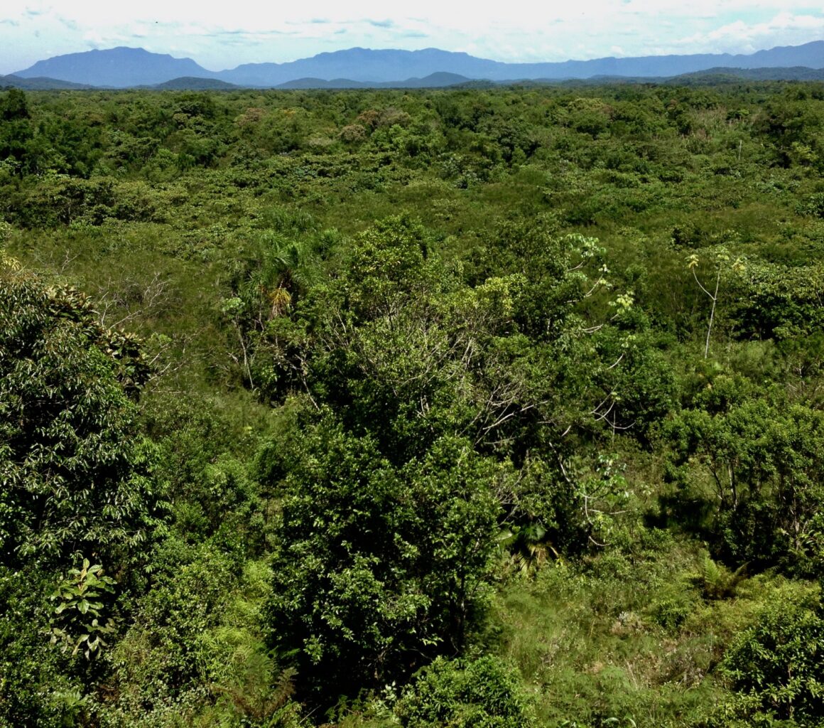 lots of green trees viewed from above, rolling mountains in the background; forest regrowth example