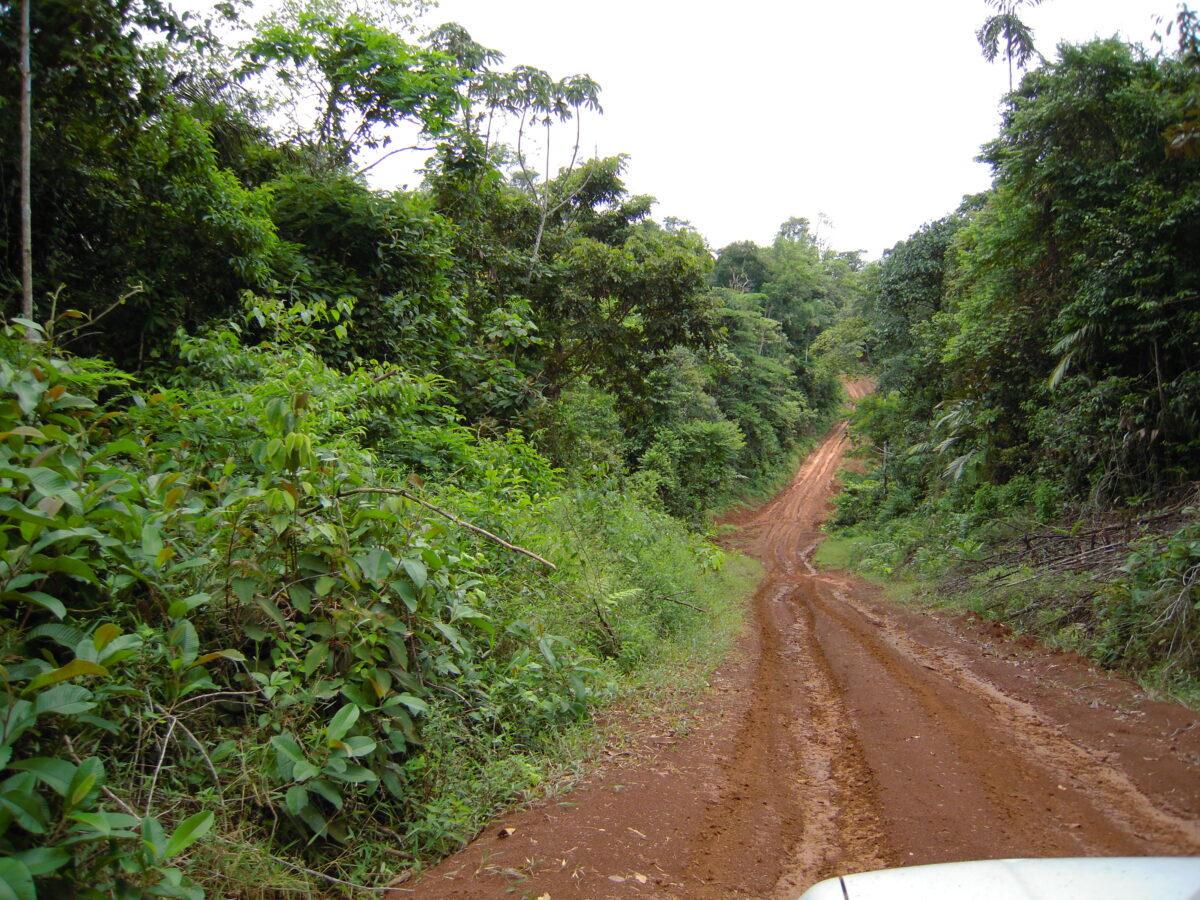 a red-orange, hilly dirt road winds through the center away from the viewer, surrounded on both sides by thick young trees and shrubs