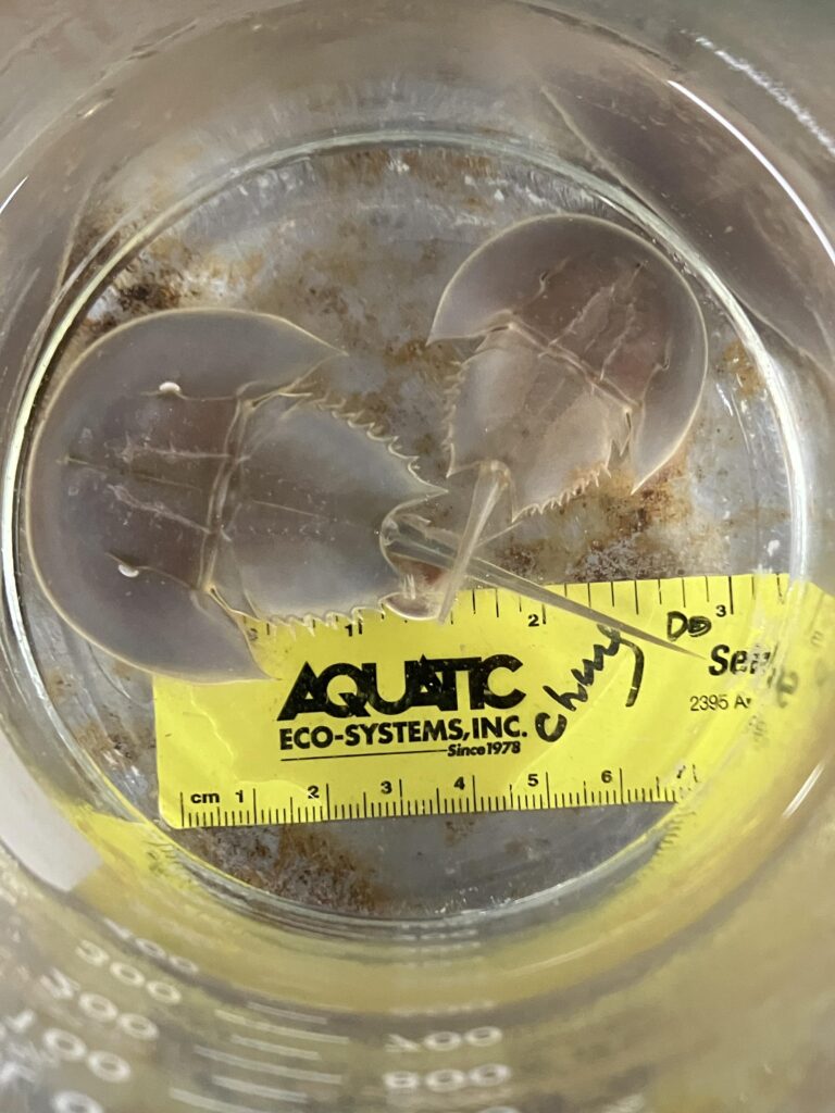 two horseshoe crabs in a clear bowl with a yellow ruler indicating they are about four centimeters across