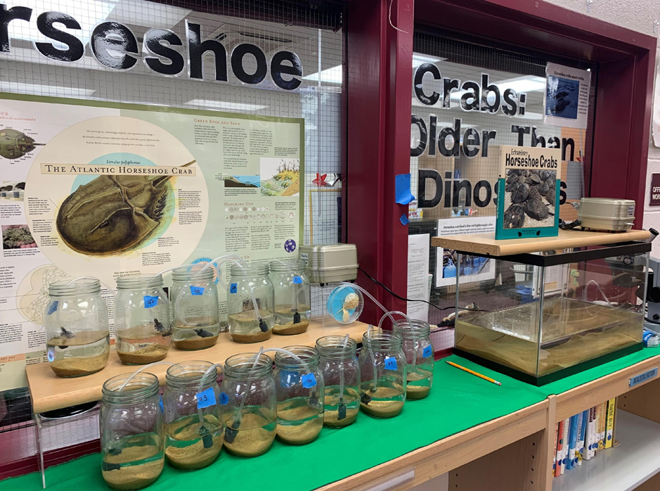 Twelve large jars filled with water and with sand at the bottom on a green countertop. A horseshoe crab poster is behind the jars, signage reads "Crabs: Older than dinosaurs"