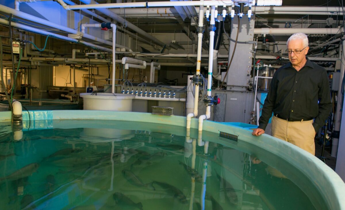 man stands next to an aquaculture tank where fish swim; lots of pipes in the background