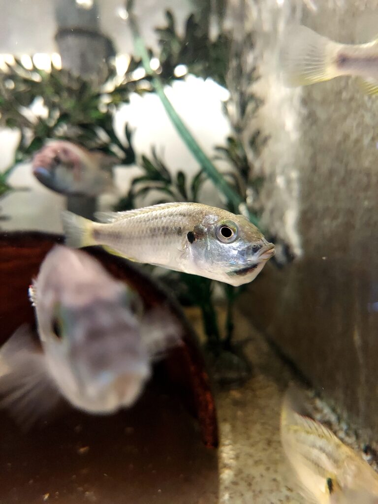 a silvery white fish with a noticeable mouth pouch swims in a tank with a sandy bottom and some fake plant material; a second fish (blurred) swims toward the camera.