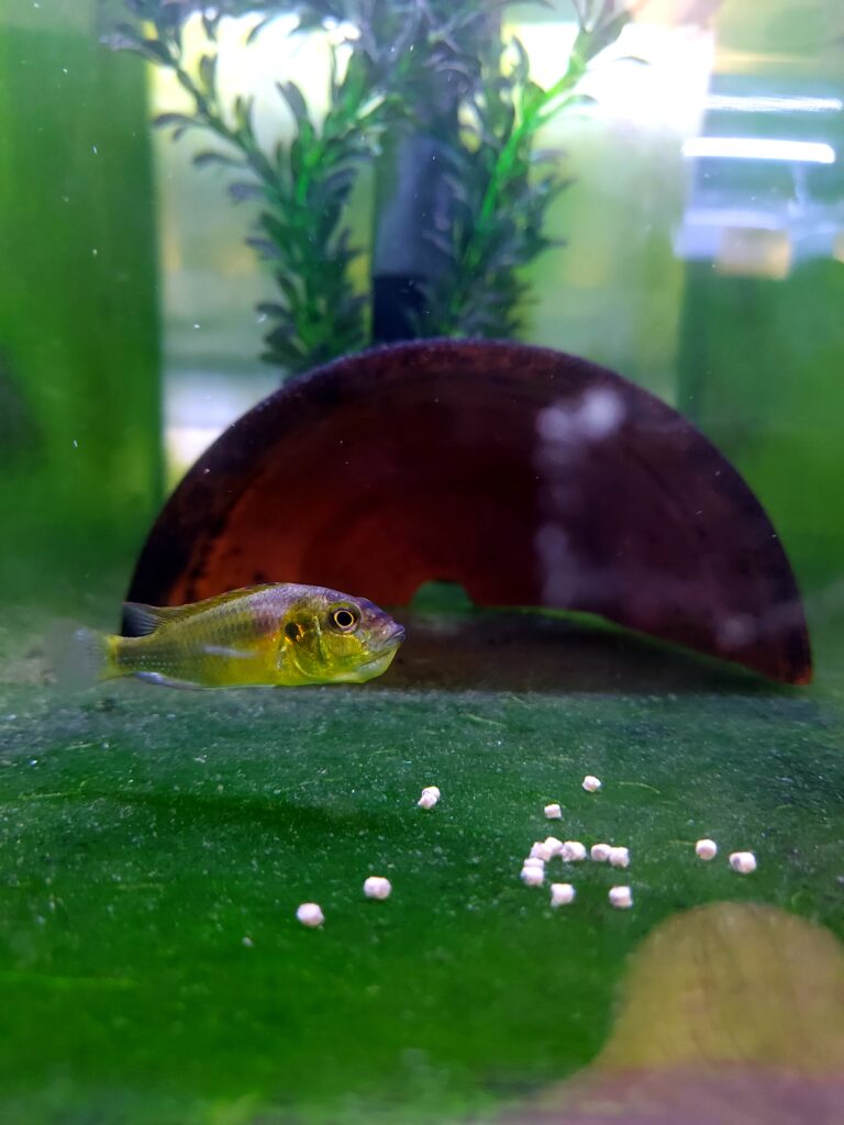 a yellow-green cichlid with a noticeable pouch under its jaw swims along the bottom of a tank. The bottom of the tank is green with some white pellets; the fish is in front of a dark pink/purple dome and some fake plant material.