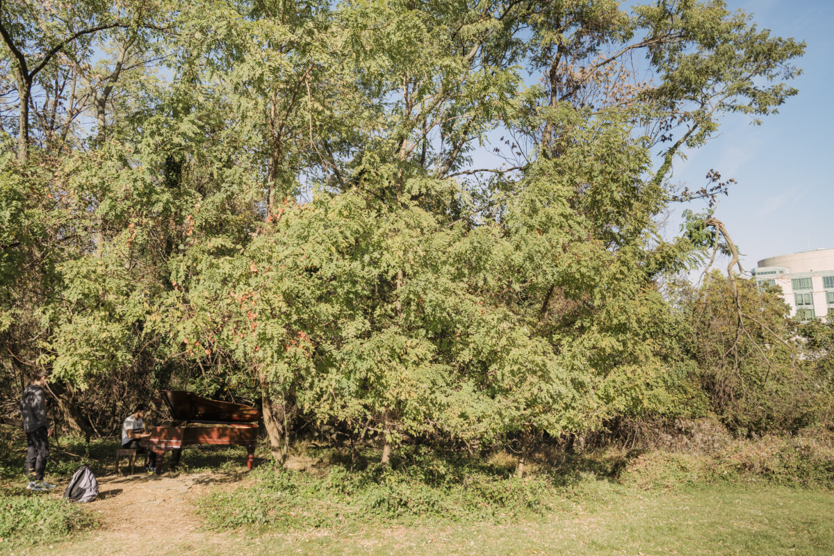 in a copse of green trees, a piano is tucked away in the woods