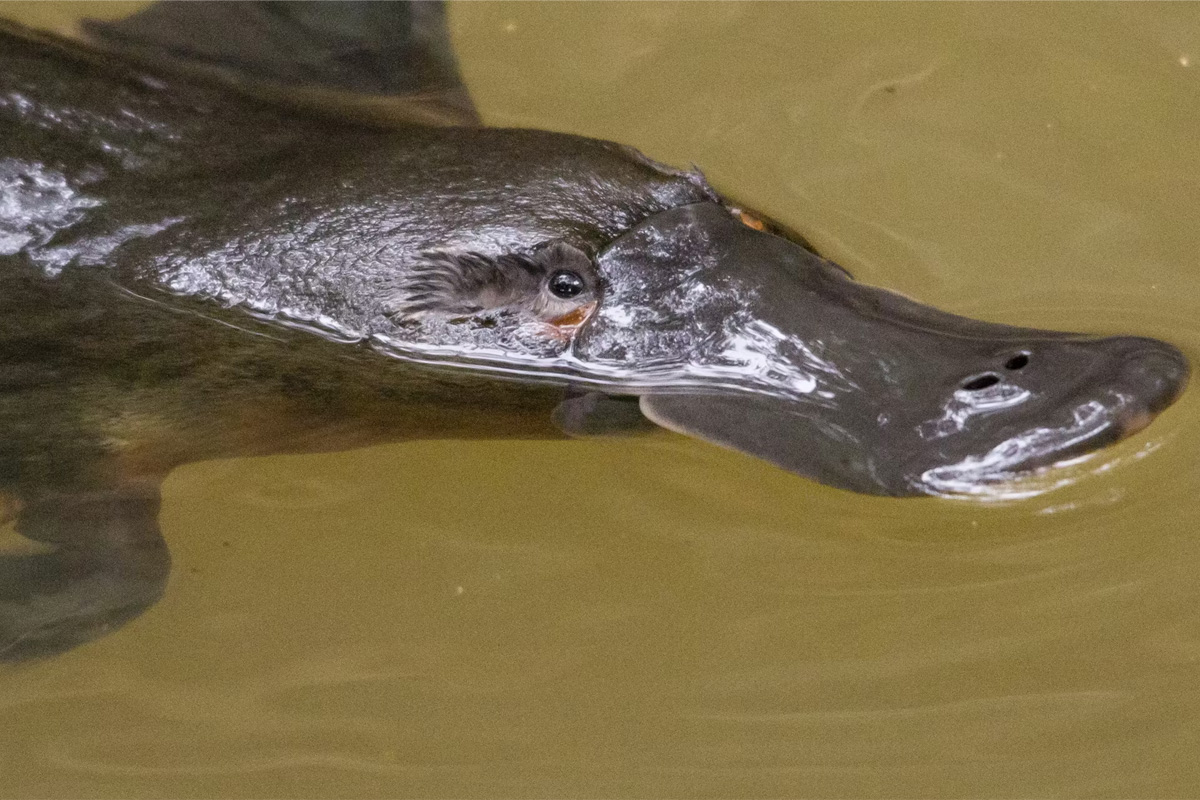 No animal alive today is ‘primitive’— why are so many still labeled that way?