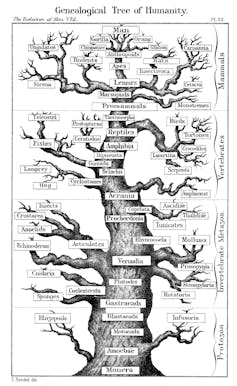 A drawing of a tree shape with monera and amoebae at the base of the trunk, many branches labeled with other organisms, and man at the very top