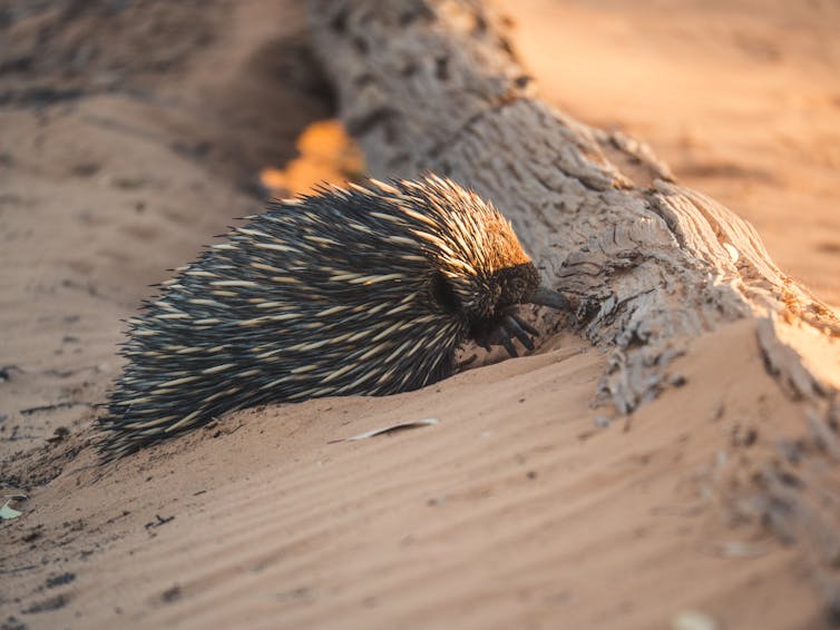 prickly looking echidna digging for food under a log