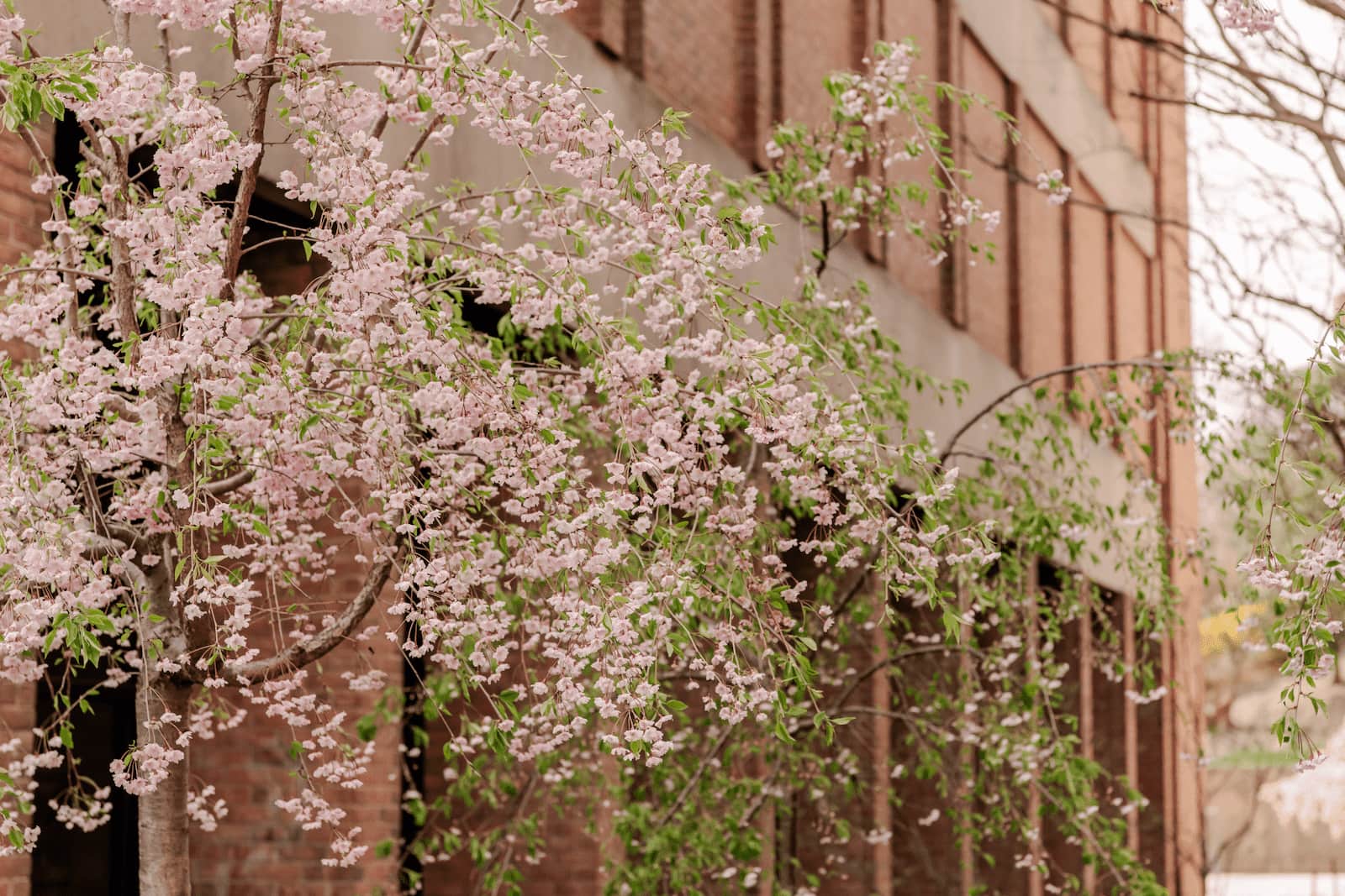 Dogwood tree flowers show in springtime outside of UMBC's spring campus scene